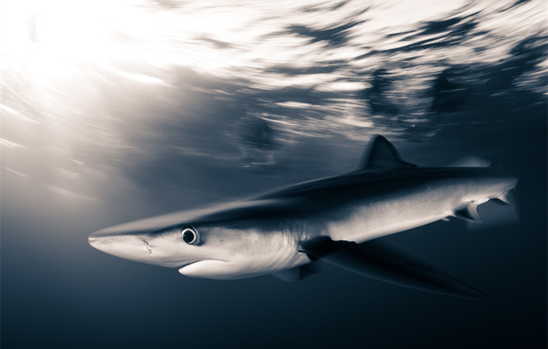 Blue Shark, Baja California CREDIT: Hannes Klostermann